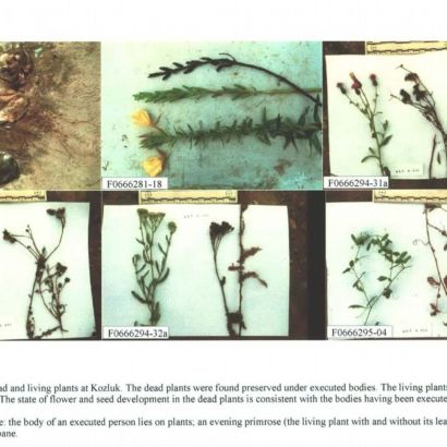 1776173419-imgi-21-plants-mass-grave-locations.jpg
