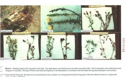 1776173419-imgi-21-plants-mass-grave-locations.jpg